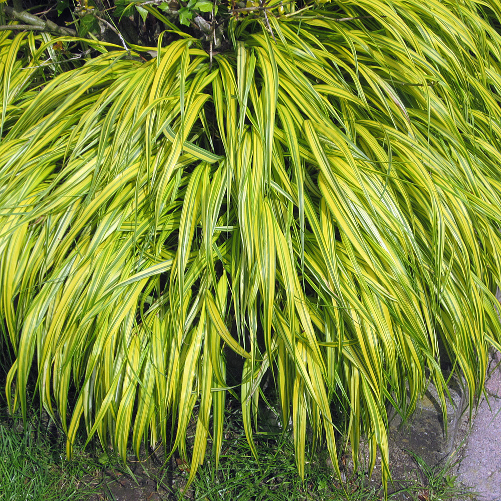 Japanwaldgras Aureola, Blattschmuck, Schattengras