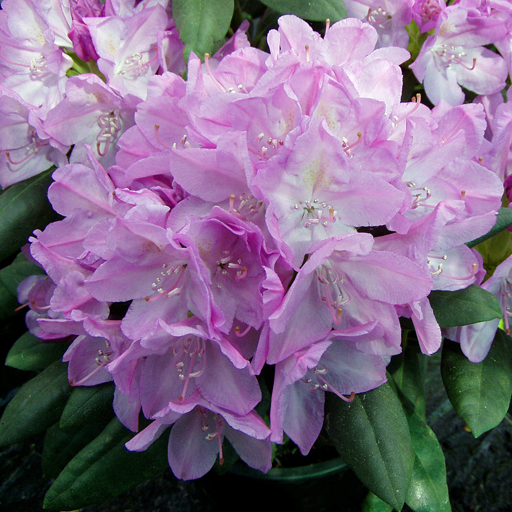 Rhododendron Roseum Elegans, Azalee, Moorbeetpflanze