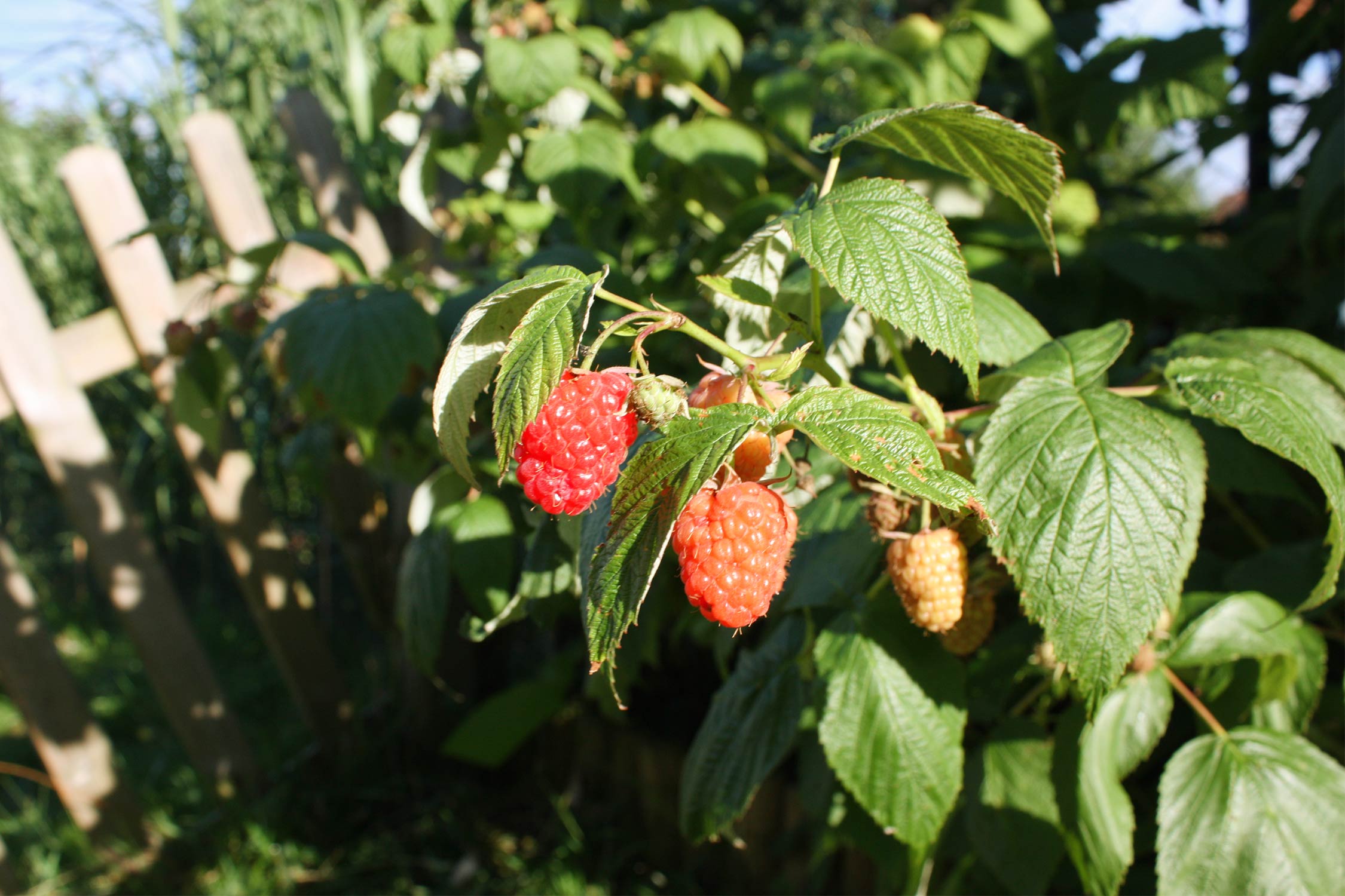Bienenweide Himbeere