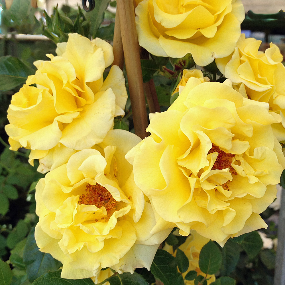 Strauchrose Lichtkönigin Lucia, Rose,