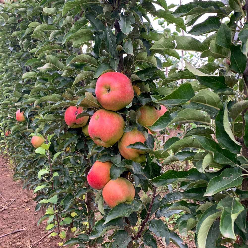 Säulenapfel 'Jucunda' ®