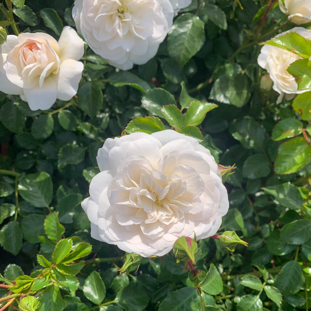 Bodendeckerrose 'Kastelruther Spatzen'