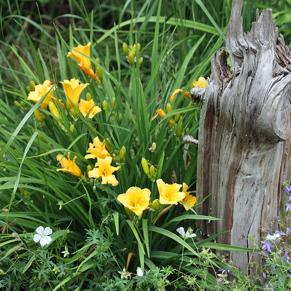 Taglilie Stella de Oro, Hemerocallis, Blütenstaude