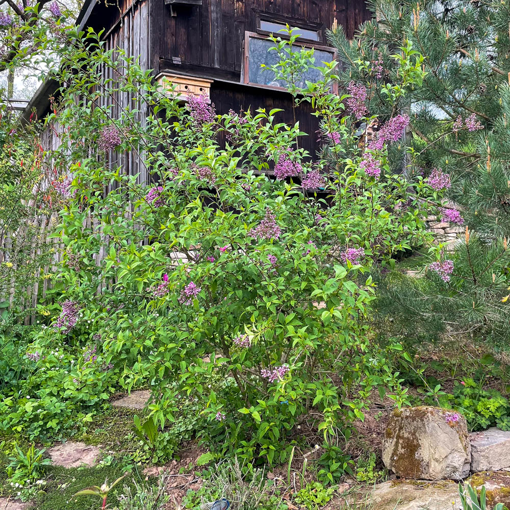Königsflieder 'Saugeana'