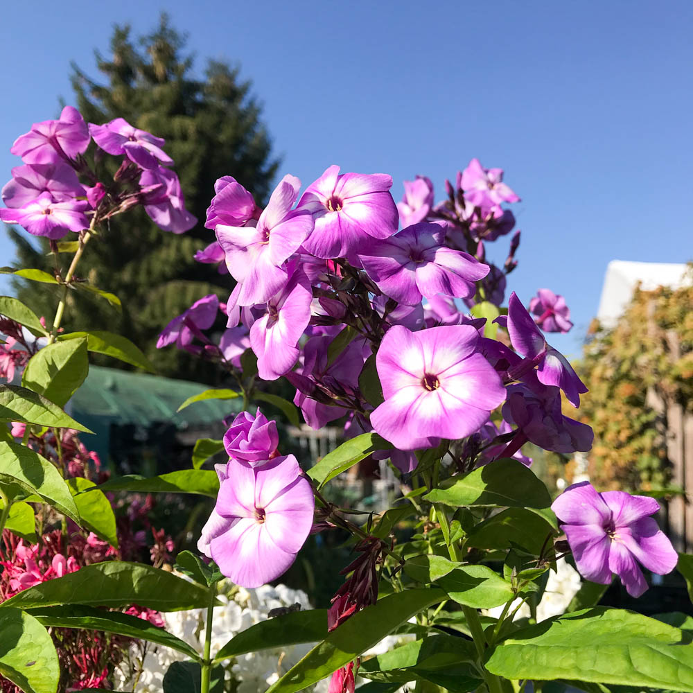 Phlox, Blütenpflanze, Beet