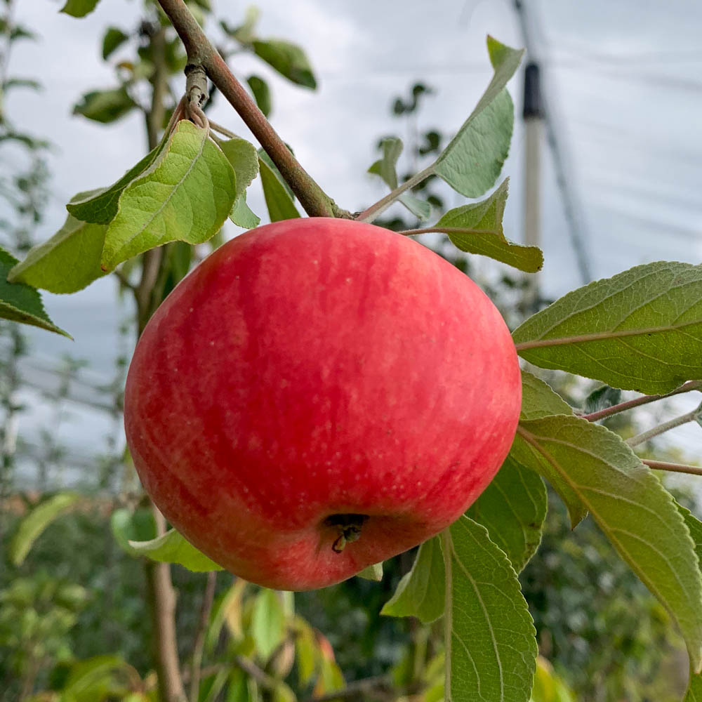 Apfel 'Roter Gravensteiner'