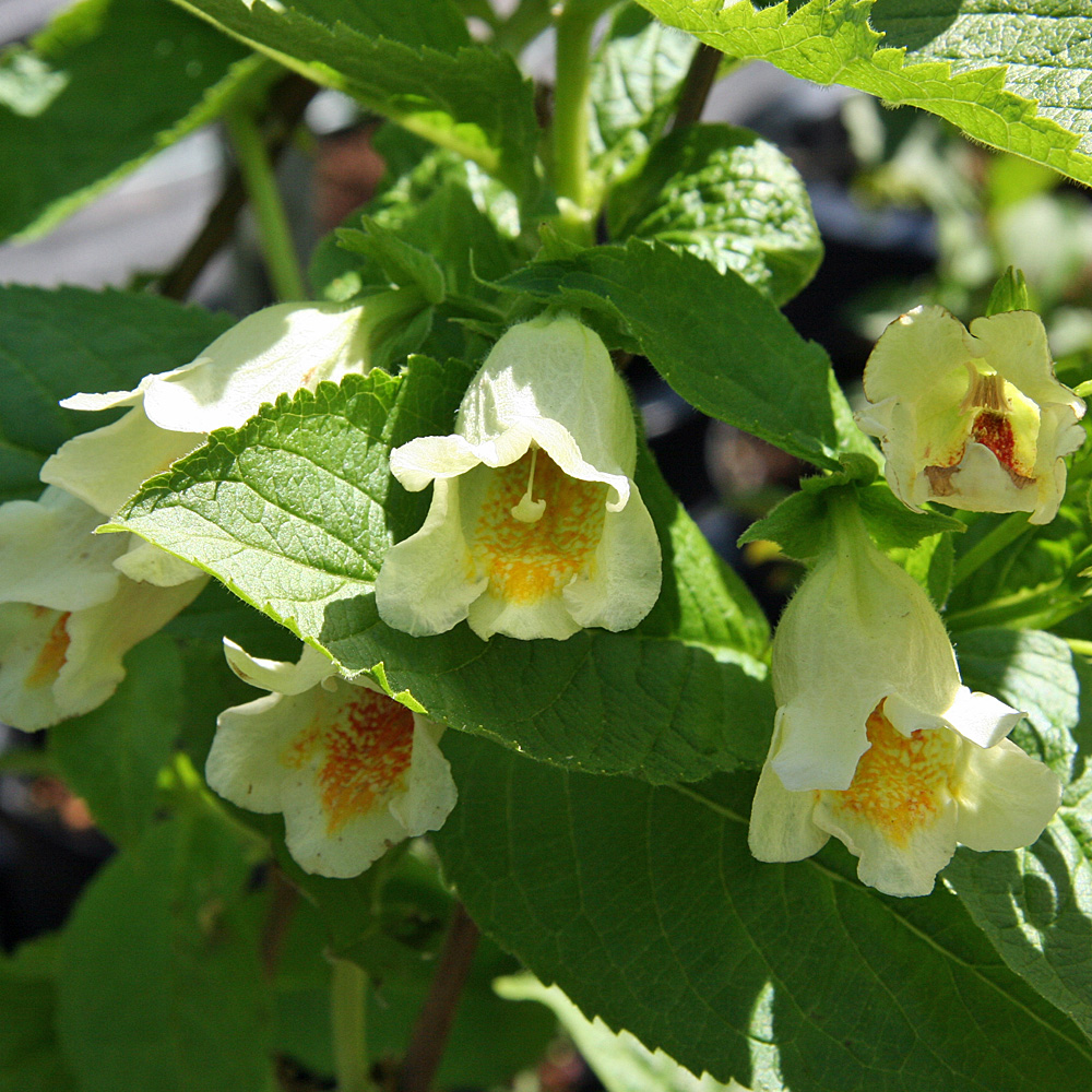 Gelbe Weigelie, Blütengehölz, Bienenweide
