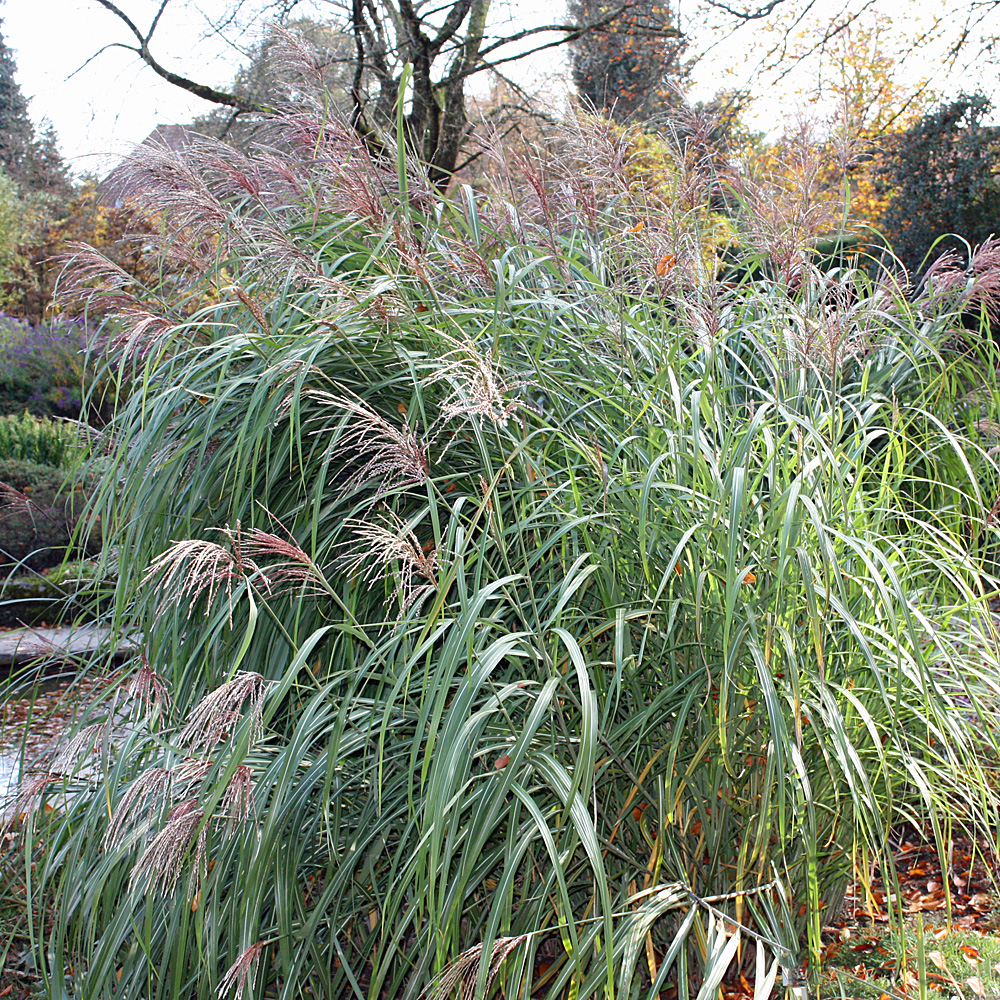 Chinaschilf Malepartus, Herbstfärbung, Blütenrispen