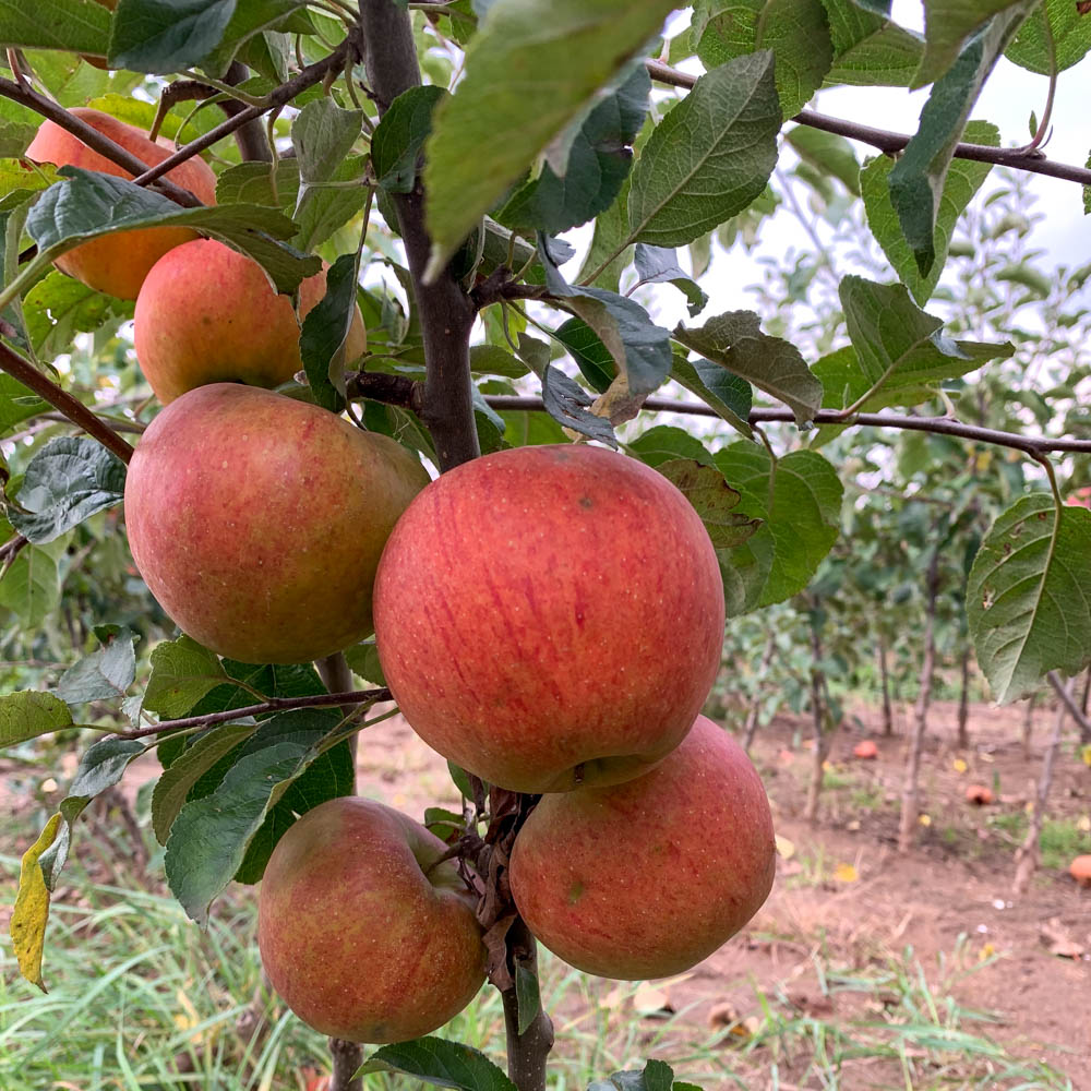 Apfel 'Pilot' ®