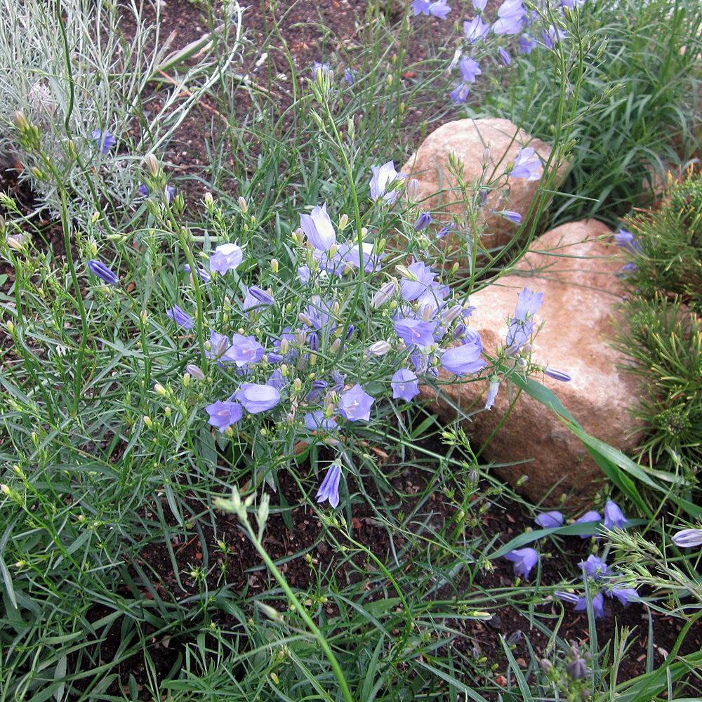 Wiesenglockenblume Olympica, Glockenblume, Blütenmeer