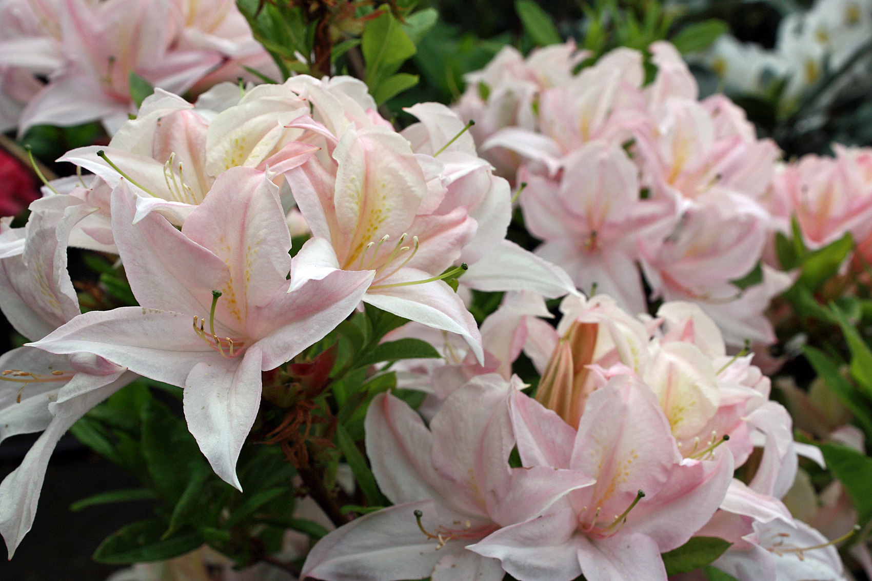 Sommergrüne Rhododendren