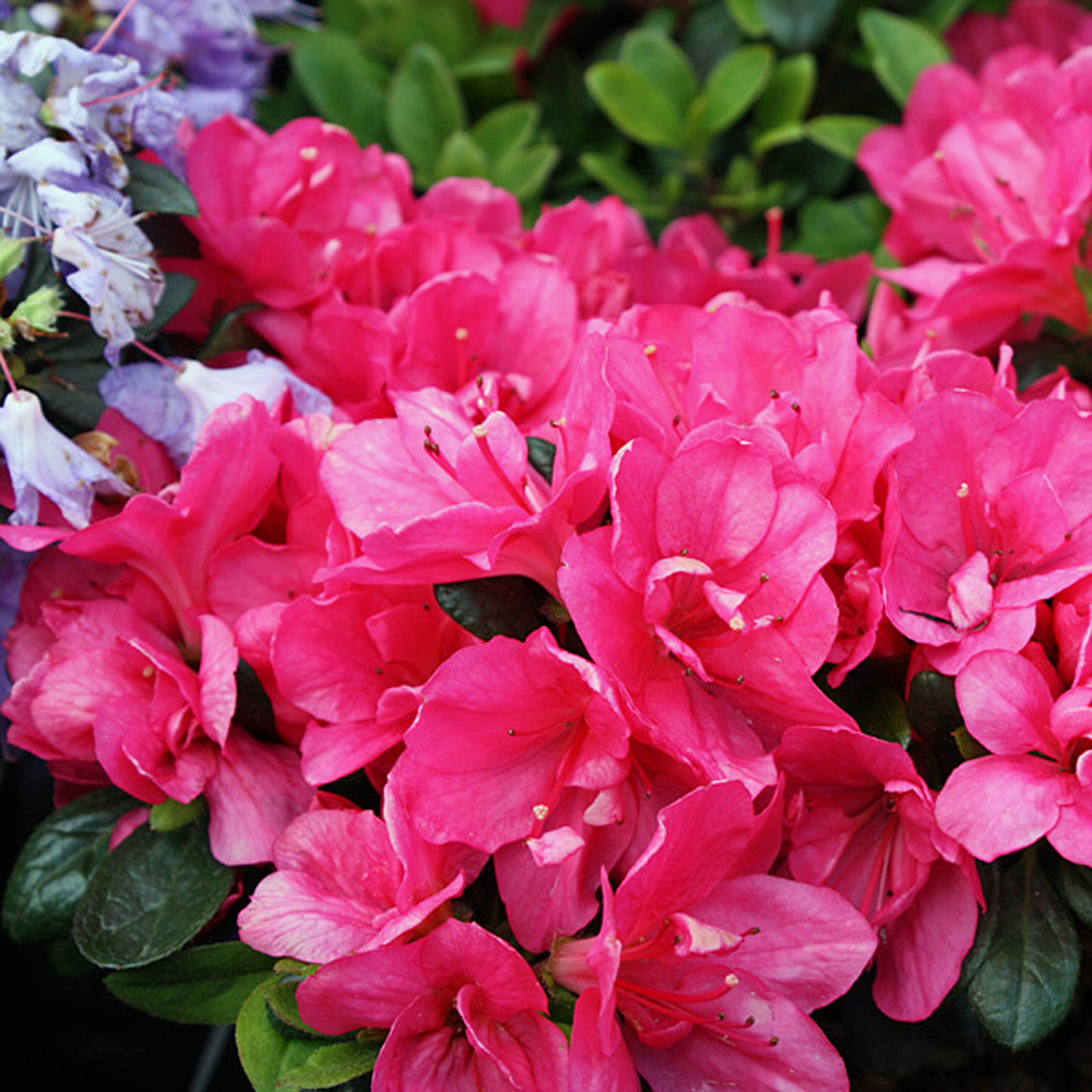 Rhododendron Canzonetta, Azalee, Blütenstrauch