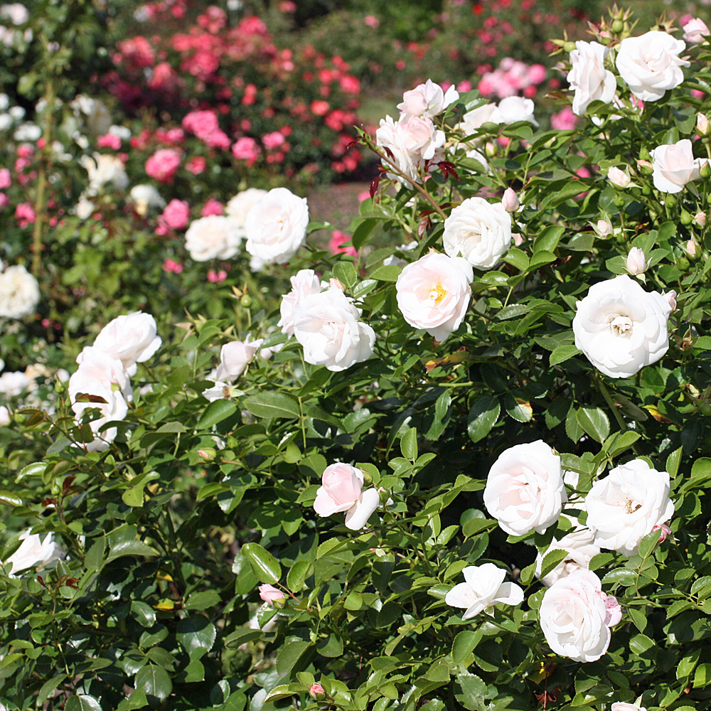 Bodendeckerrose Aspirin, Rose, Schnittblume