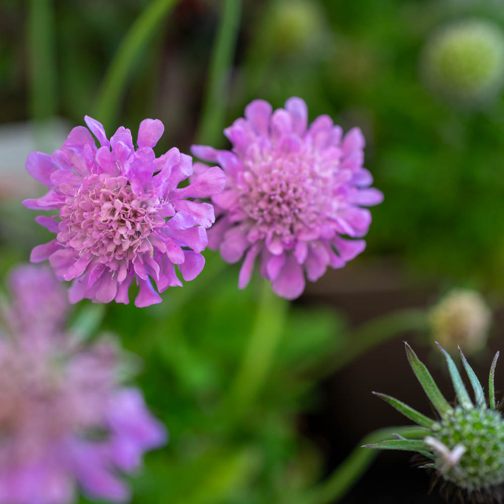 Skabiose Pink Mist, Scabiosa, Bienenweide, Blütenstaude