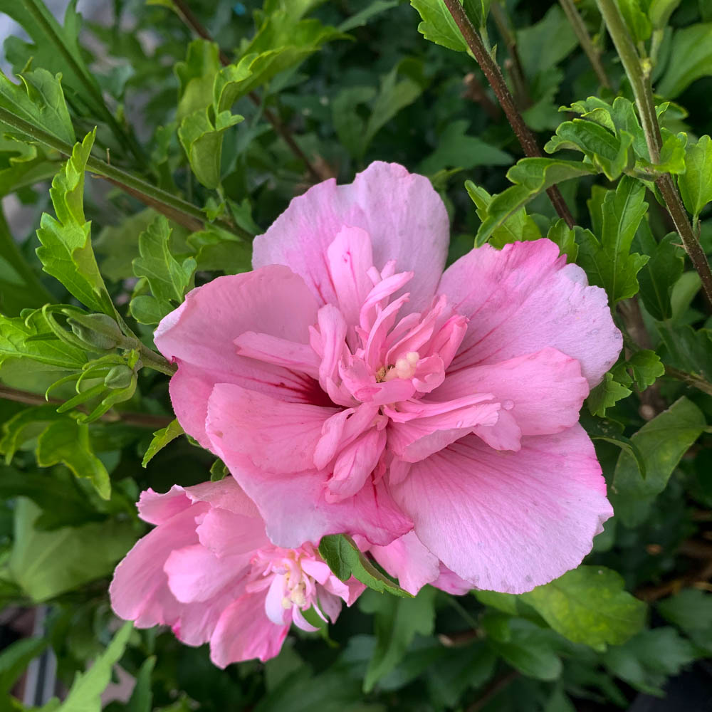 Hibiskus 'Pink Chiffon' ®