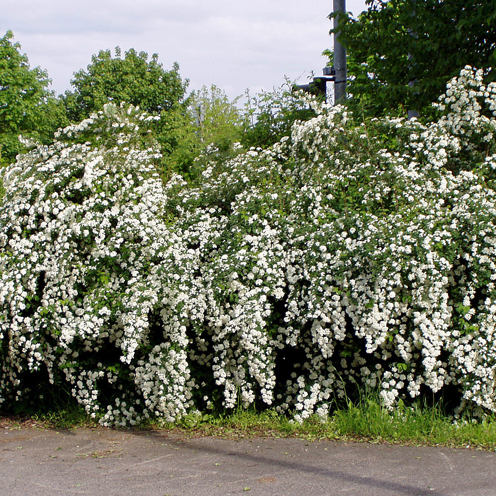 Forsythie, Blütenpflanze, Heckengehölz