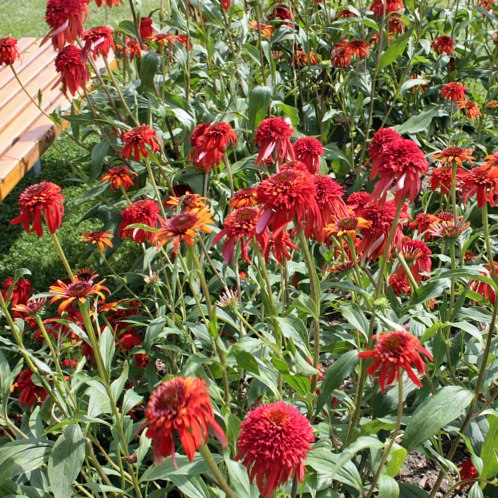 Sonnenhut Hot Papya, Echinacea