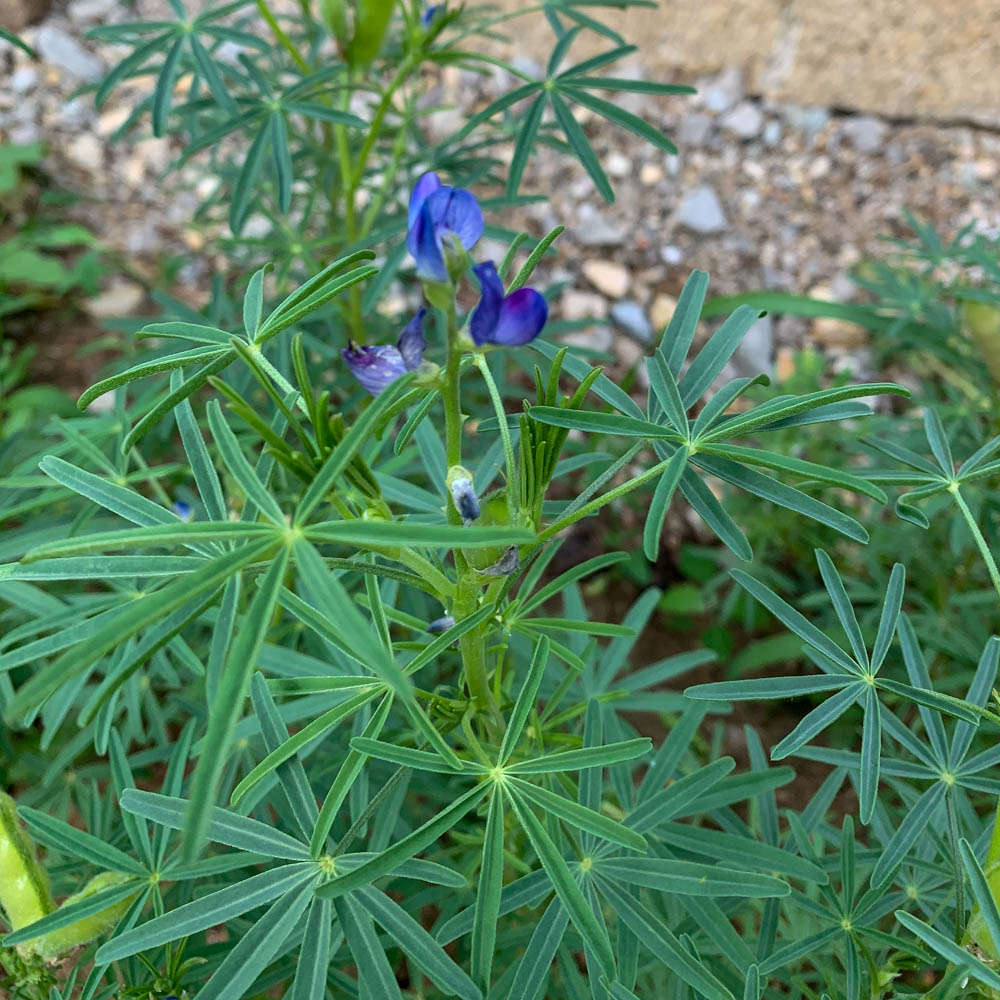 Bitterlupinen