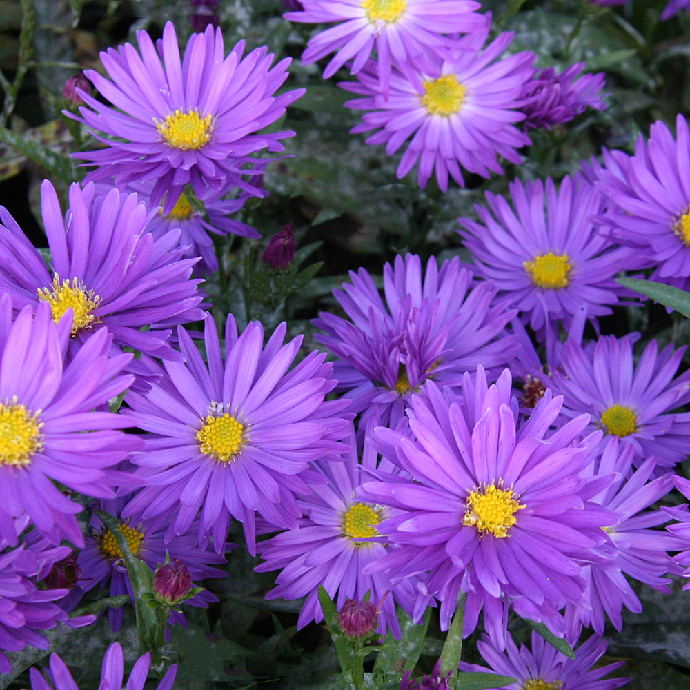 Kissenaster, Aster Augenweide, Herbstblüher, Herbstpflanze