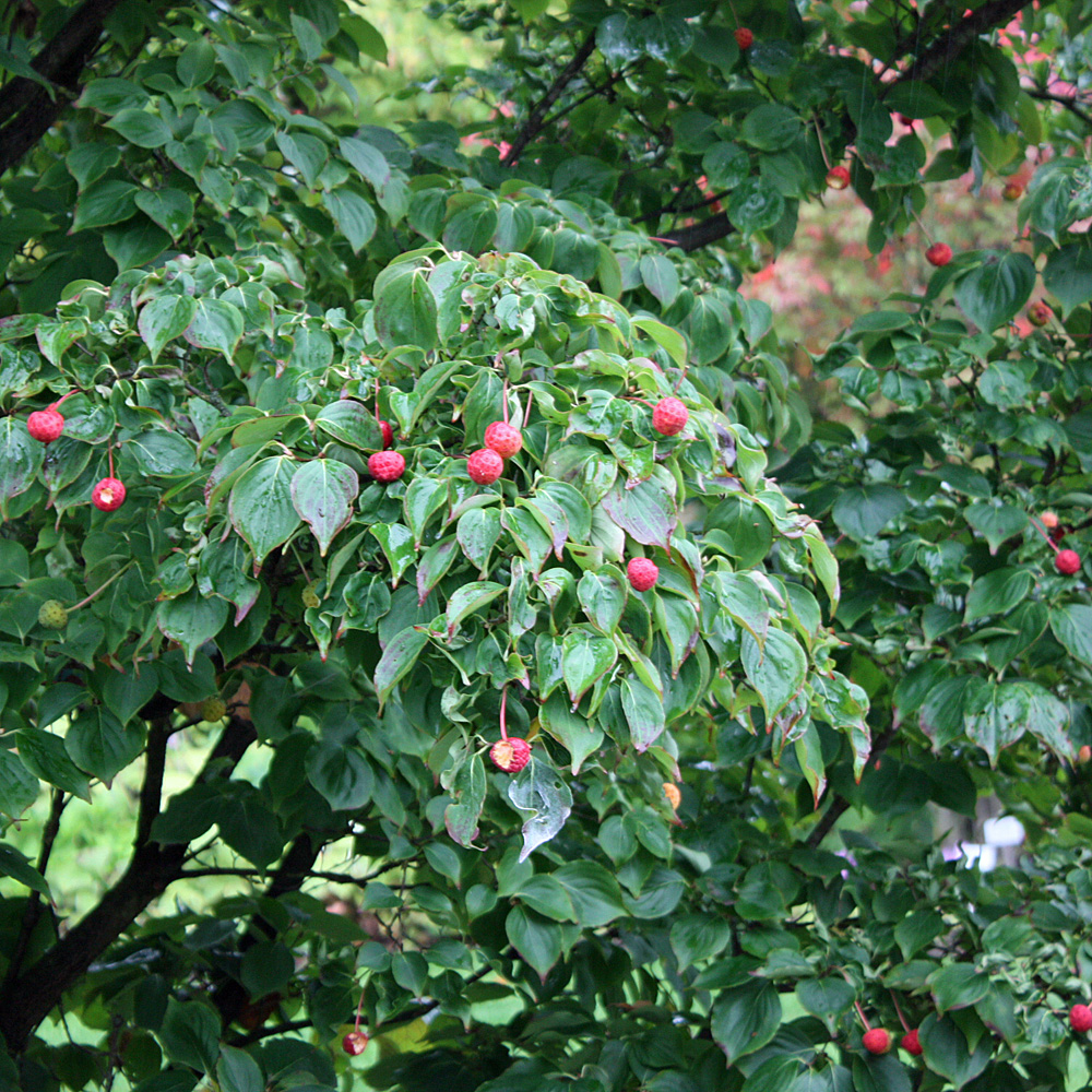 Blumenhartriegel, Ziergehölz, Japangarten