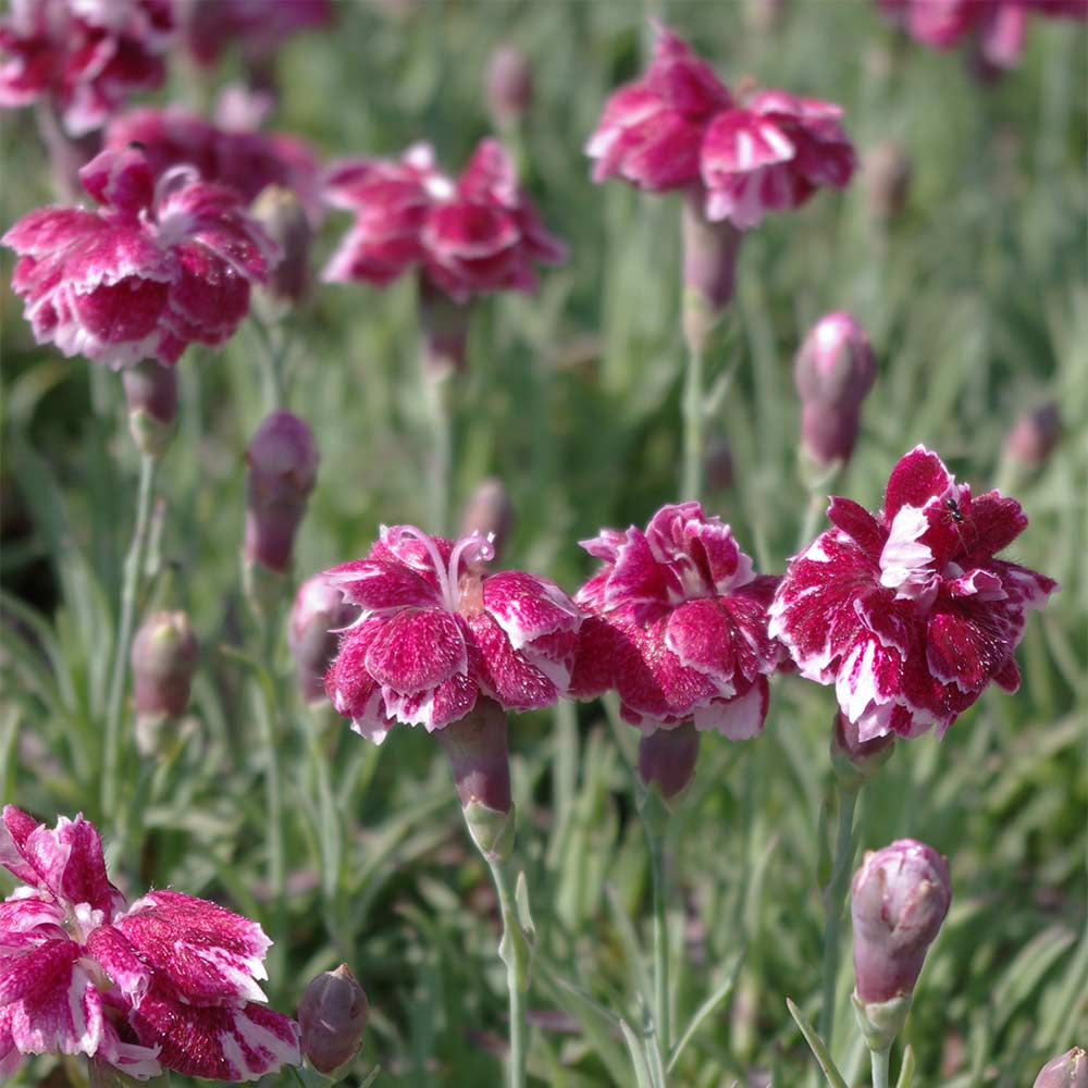 Pfingstnelke 'Whatfield Gem'