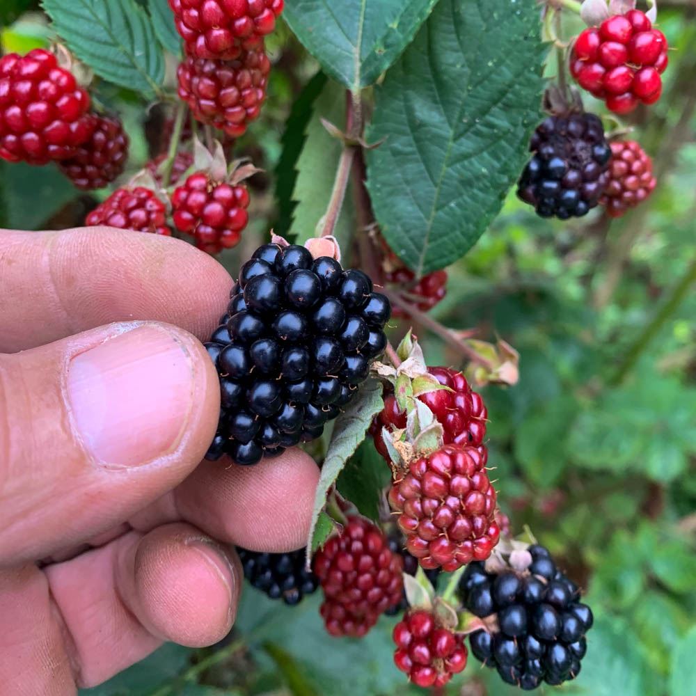 Brombeere 'Triple Crown'
