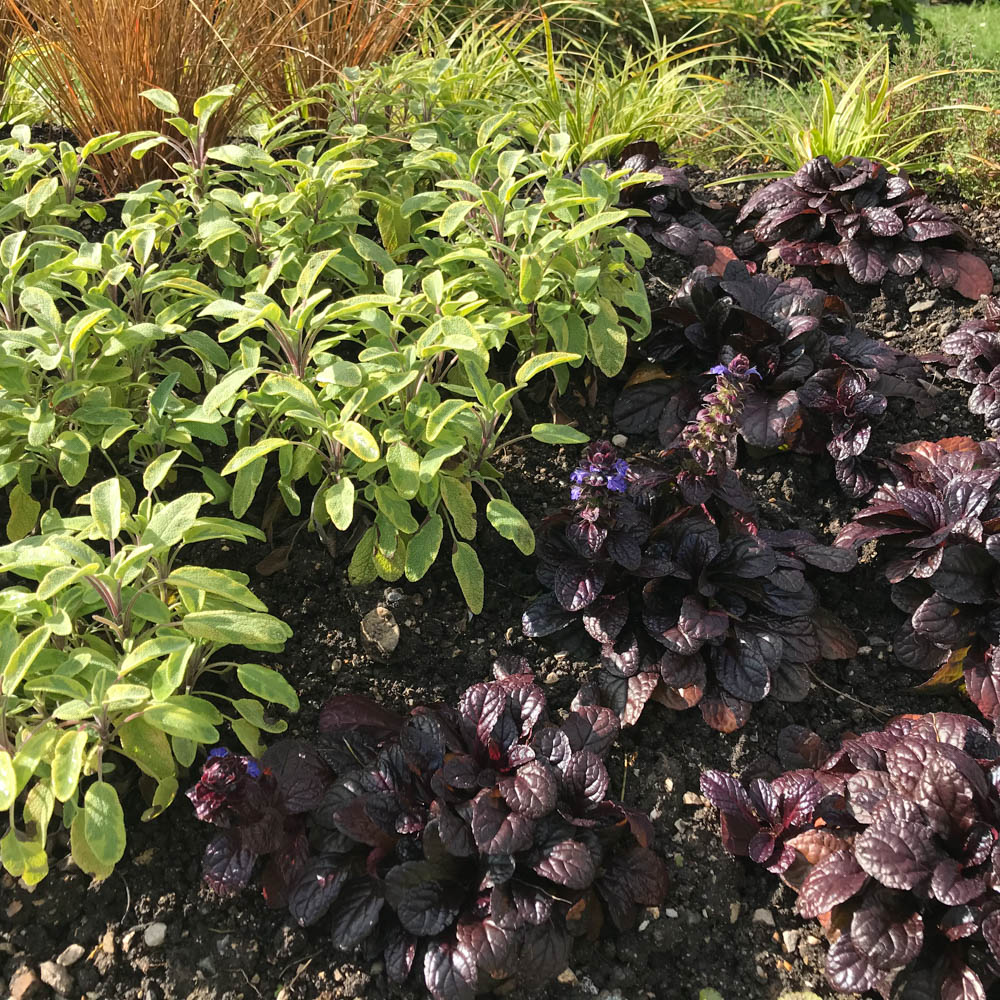 Salbei Icterina, Salvia, Blattschmuck