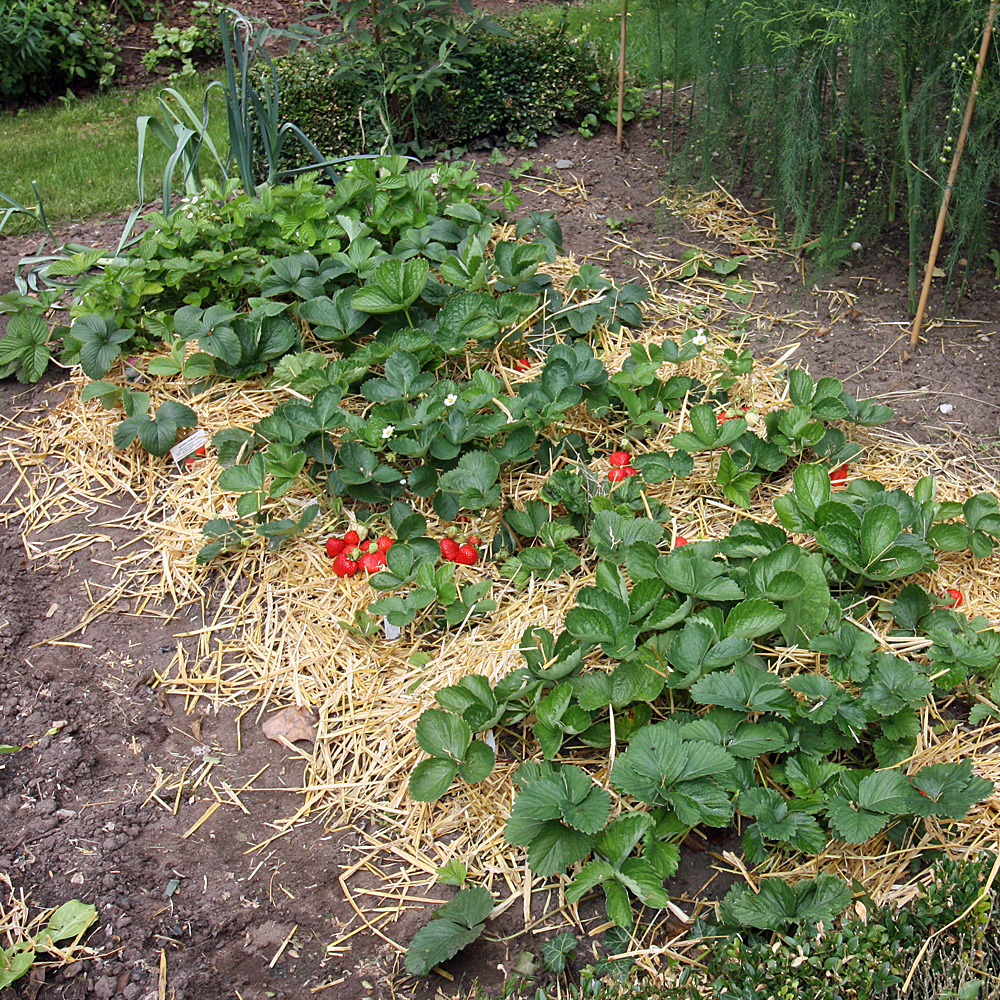 Erdbeere Senga Sengana, Früchte, Obst