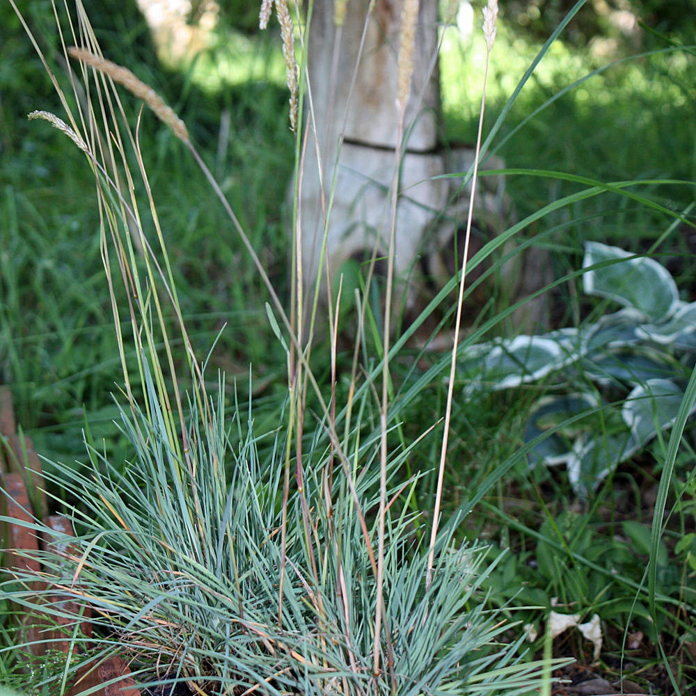 Schillergras, Koeleria glauca, Ziergras