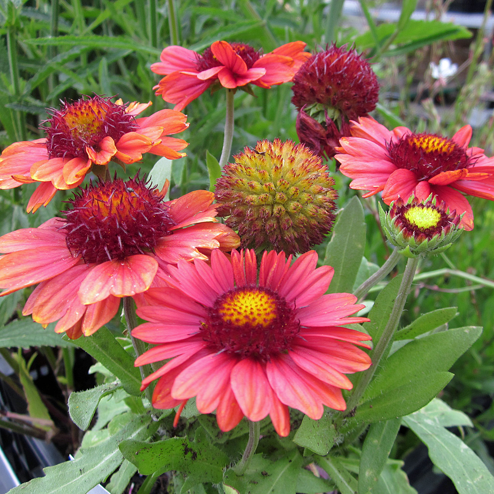 Kokardenblume 'Burgunder'