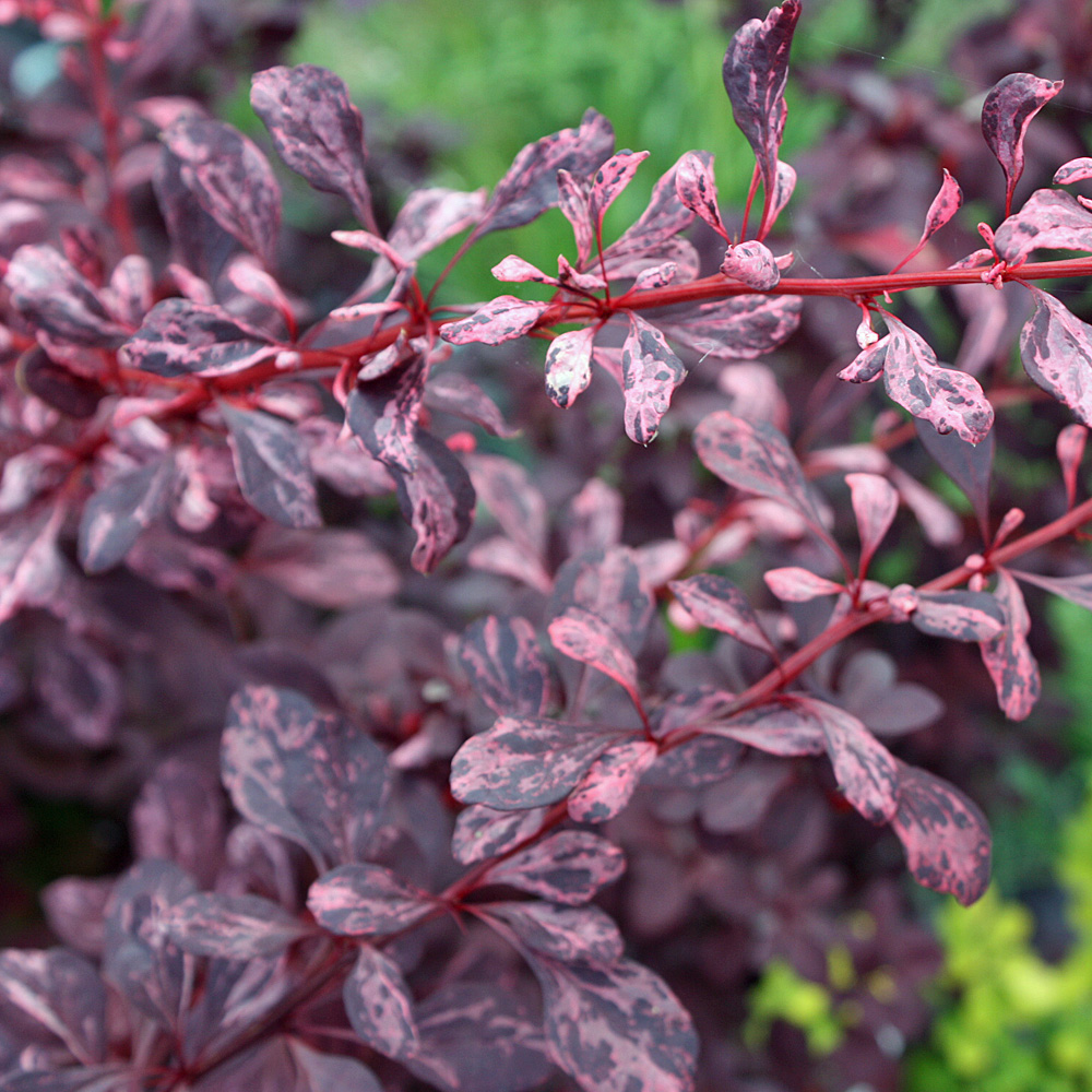 Berberitze Rose Glow, Berberis, Blattschmuckpflanze