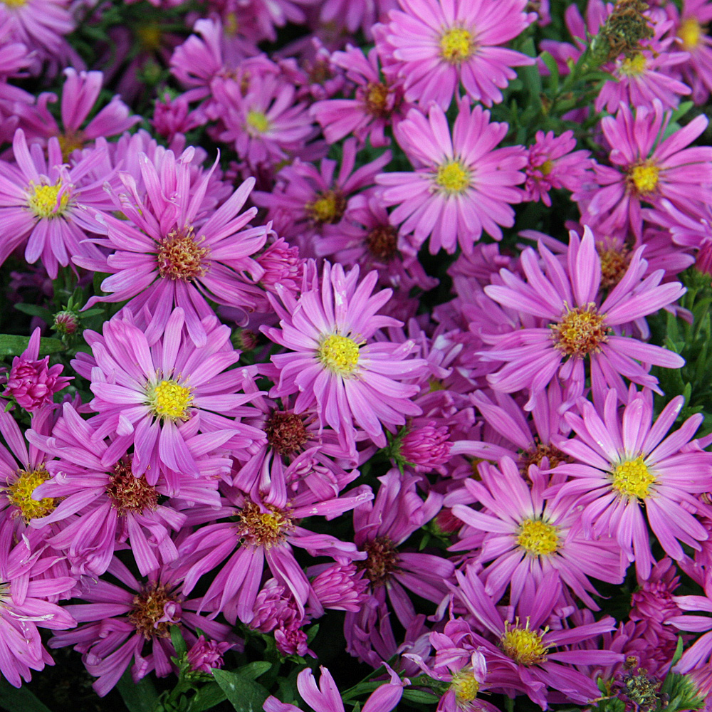 Kissenaster, Aster, Kassel, Herbstpflanze