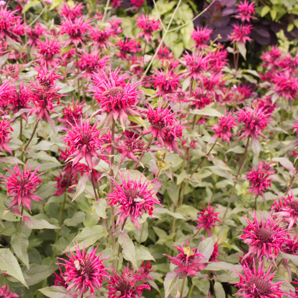 Indianernessel 'Bee Happy' ®