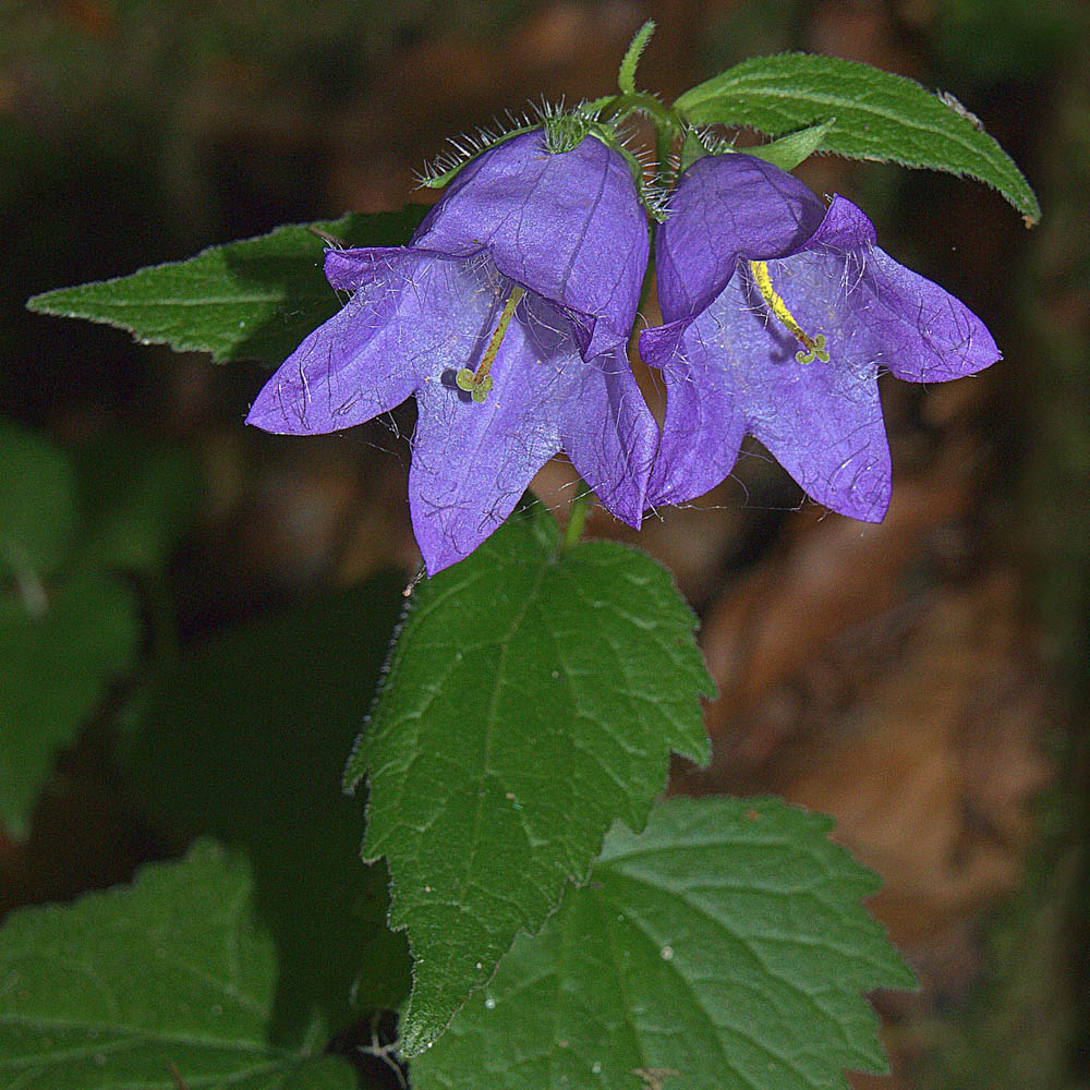 Nesselglockenblume