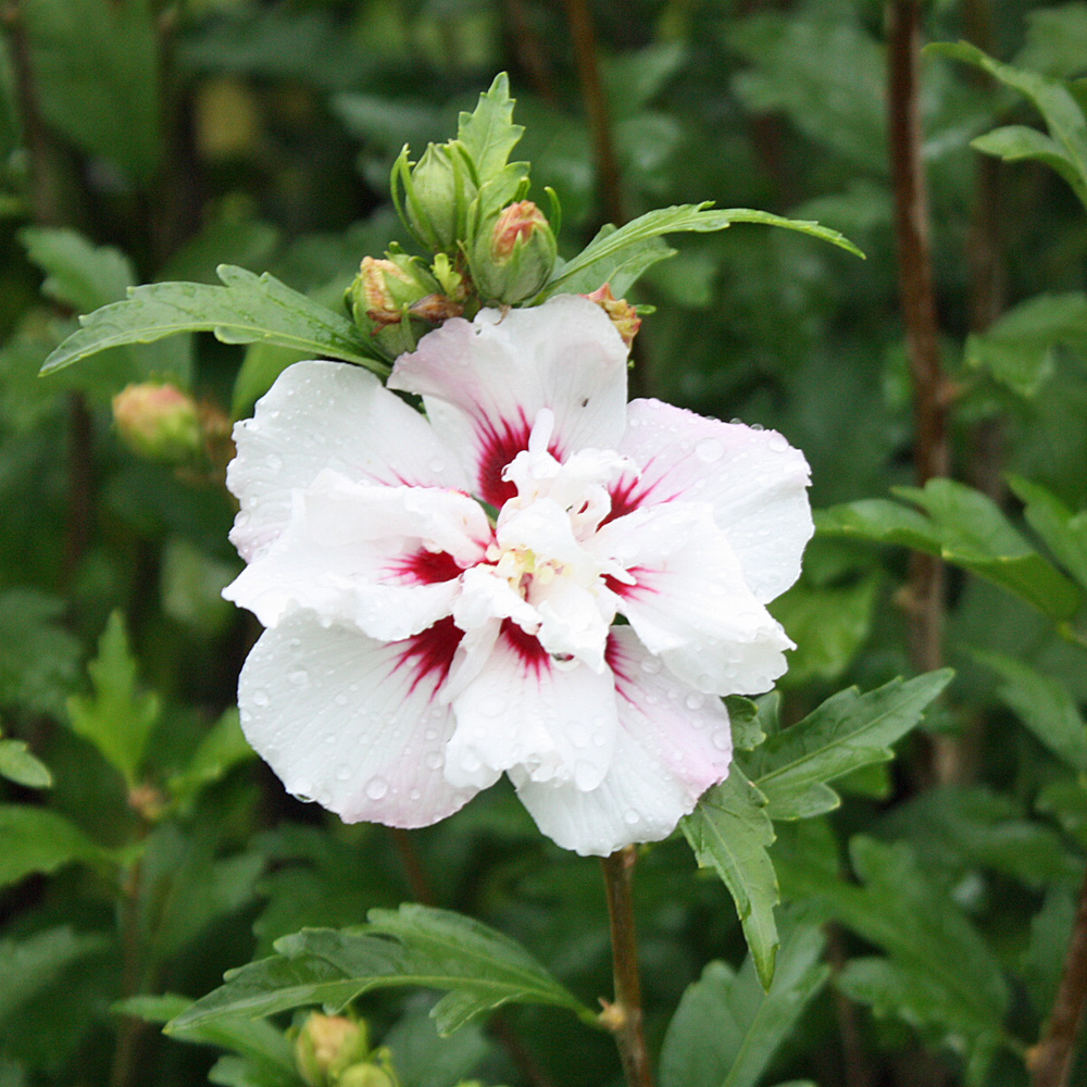 Blütenstrauch, Garteneibisch, Hibiscus