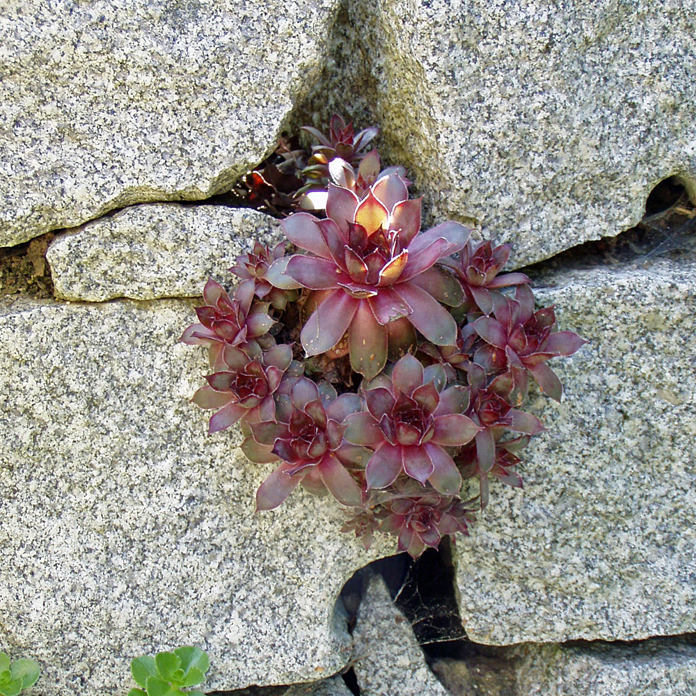 Dachwurz, Hauswurz, Steingarten, Mauerfugen, Dachgarten