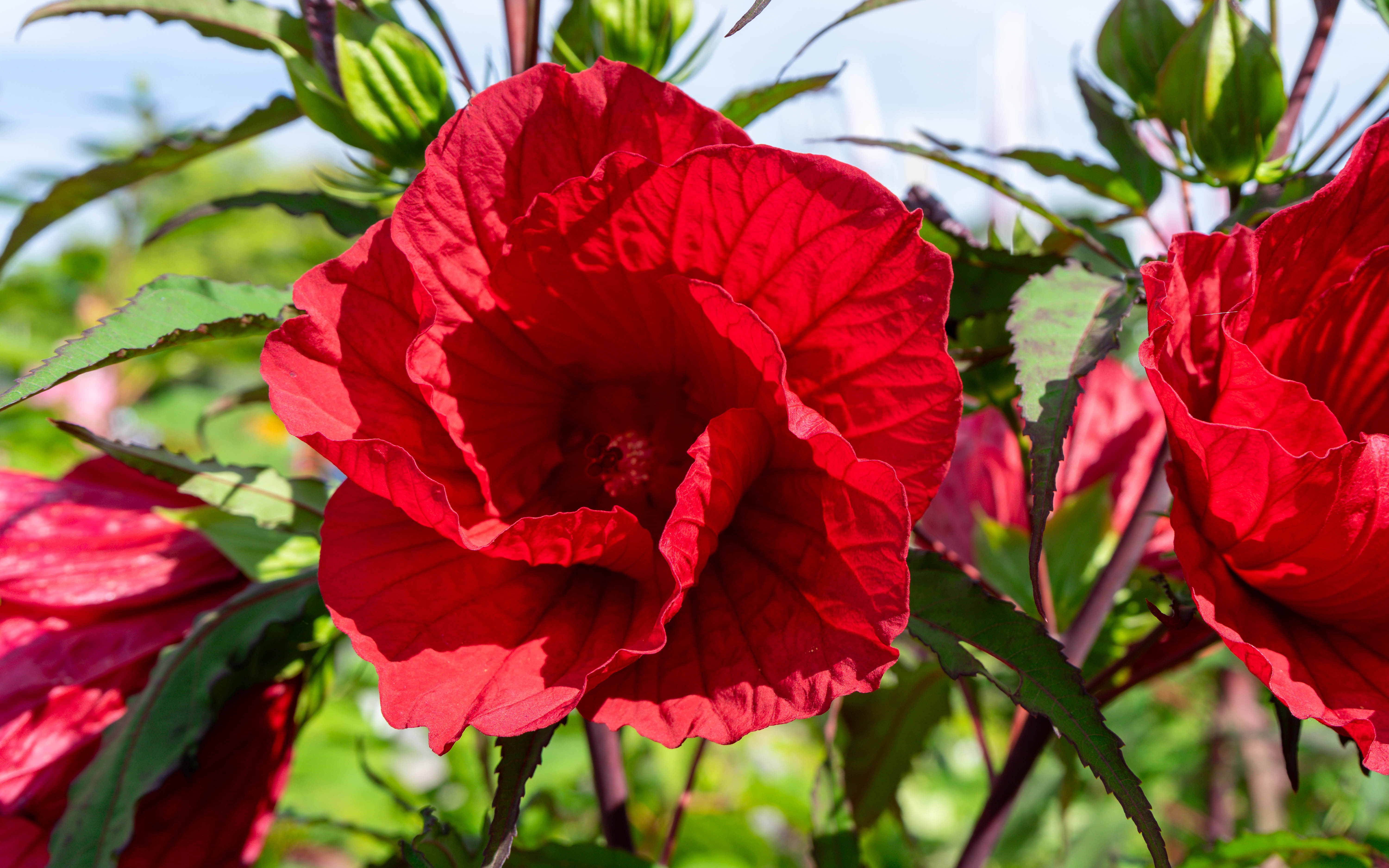 Gärtnertipp Riesenhibiskus