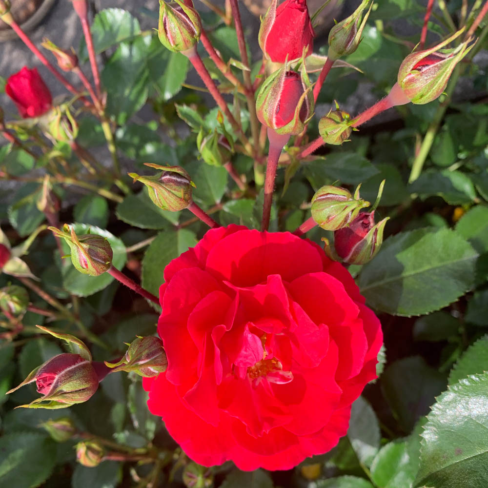 Bodendeckerrose, Beetpflanze, Beeteinfassung