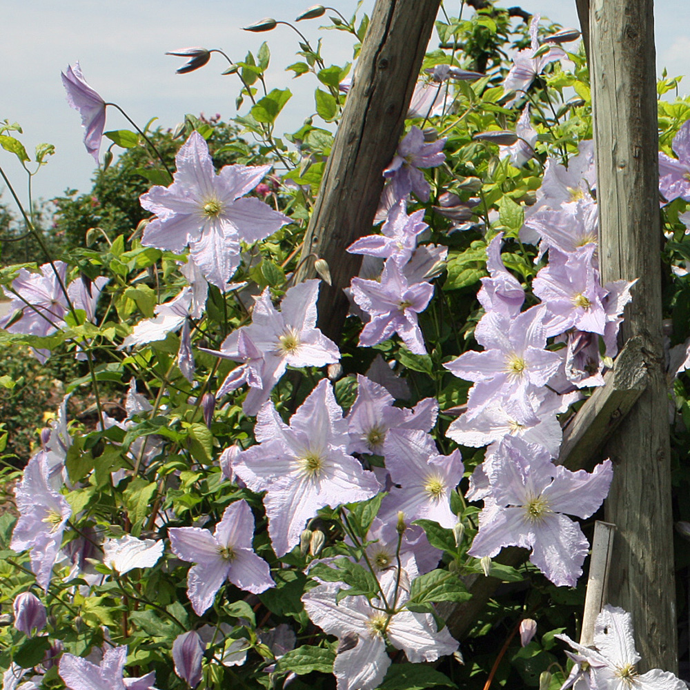Clematis viticella Blue Angel