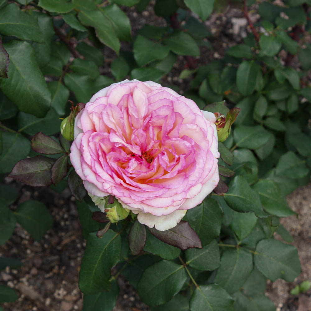 Edelrose 'Souvenir de Baden Baden' ®