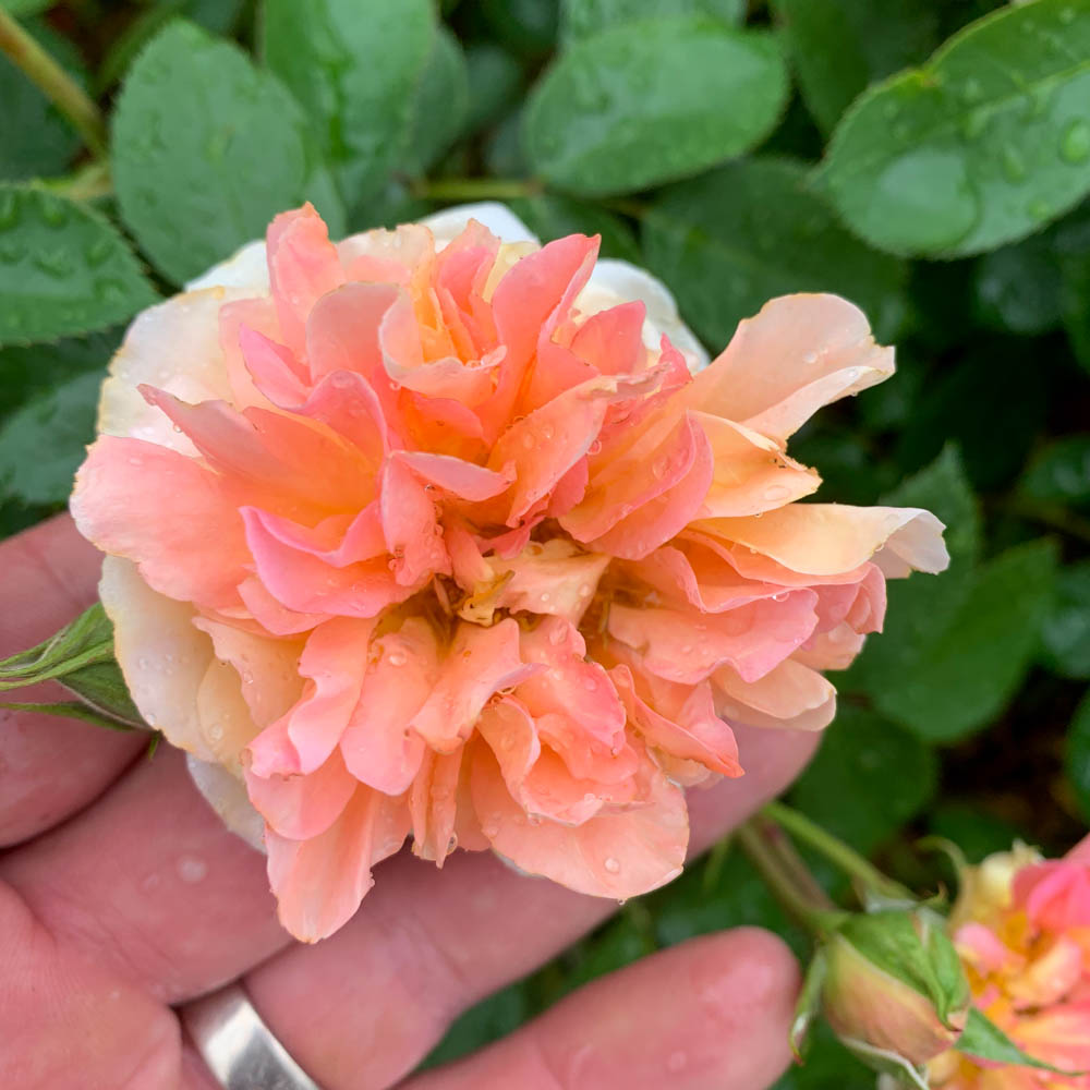Beetrose 'Steinfurther Museumsrose'