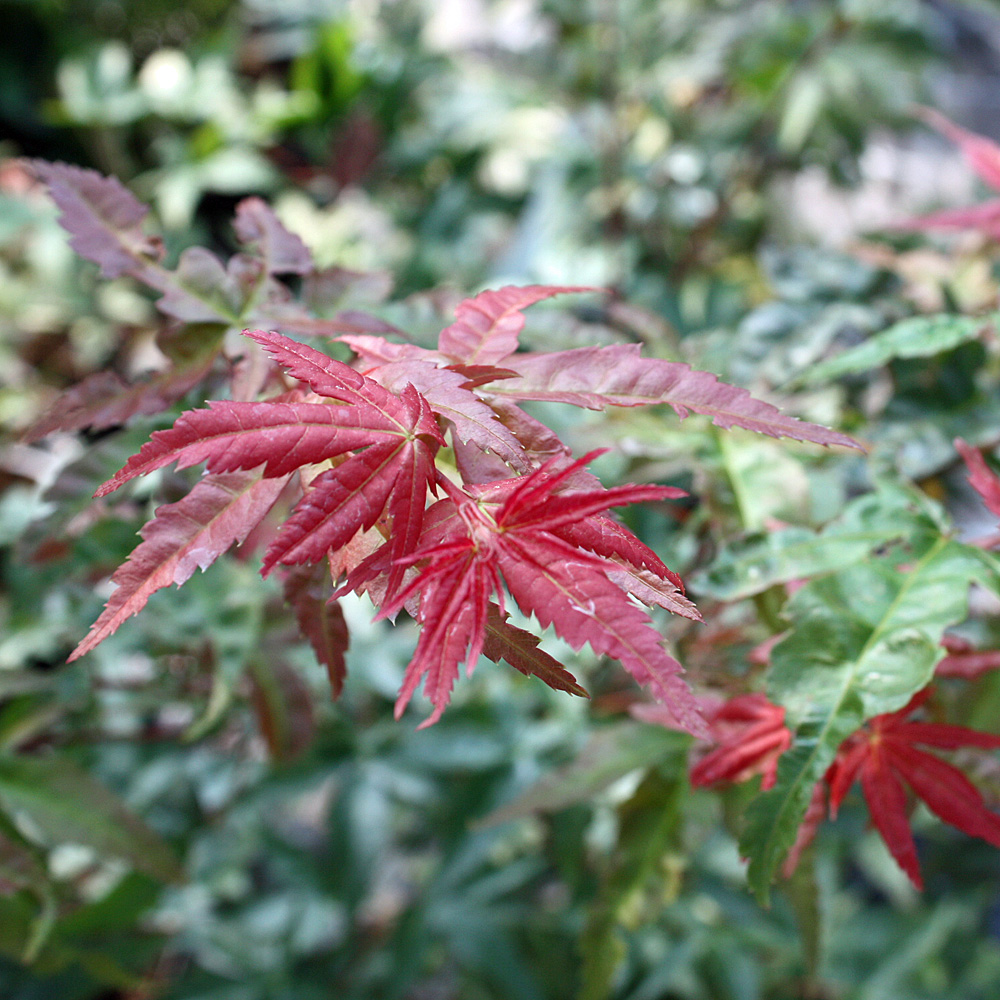 Fächerahorn, Ahorn, Acer, Blattschmuck,