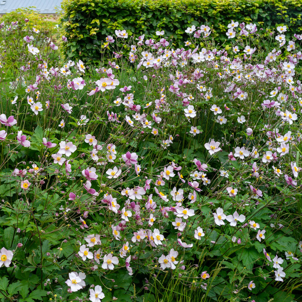 Herbstanemone 'Robustissima'