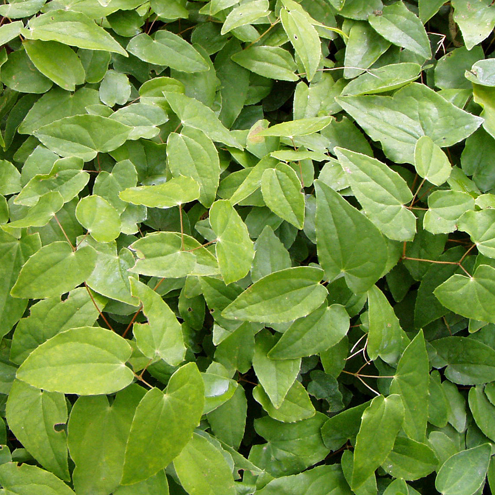 Elfenblume Niveum, Epimedium, Schattenpflanze