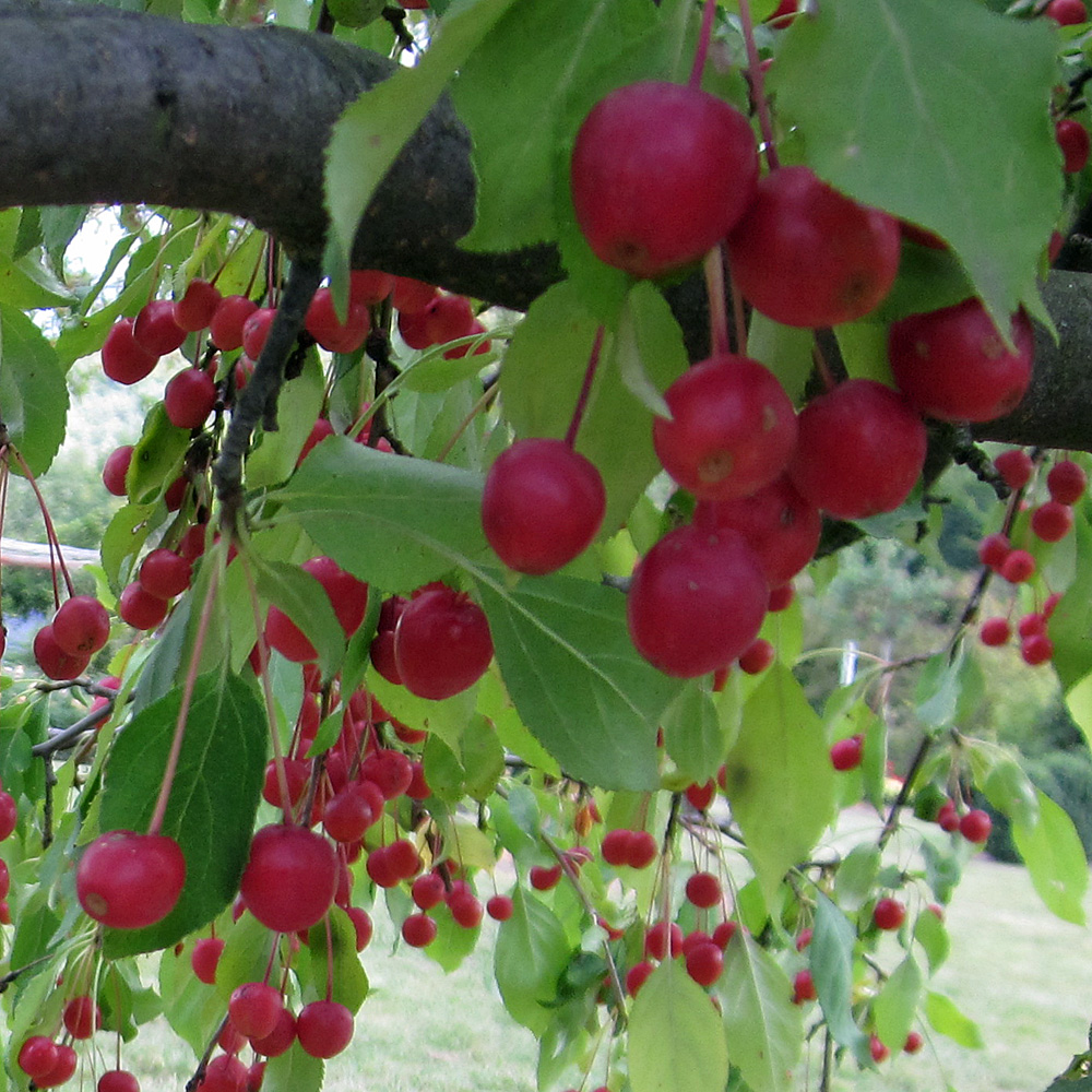 Zierapfel 'Red Jade' als Hochstamm