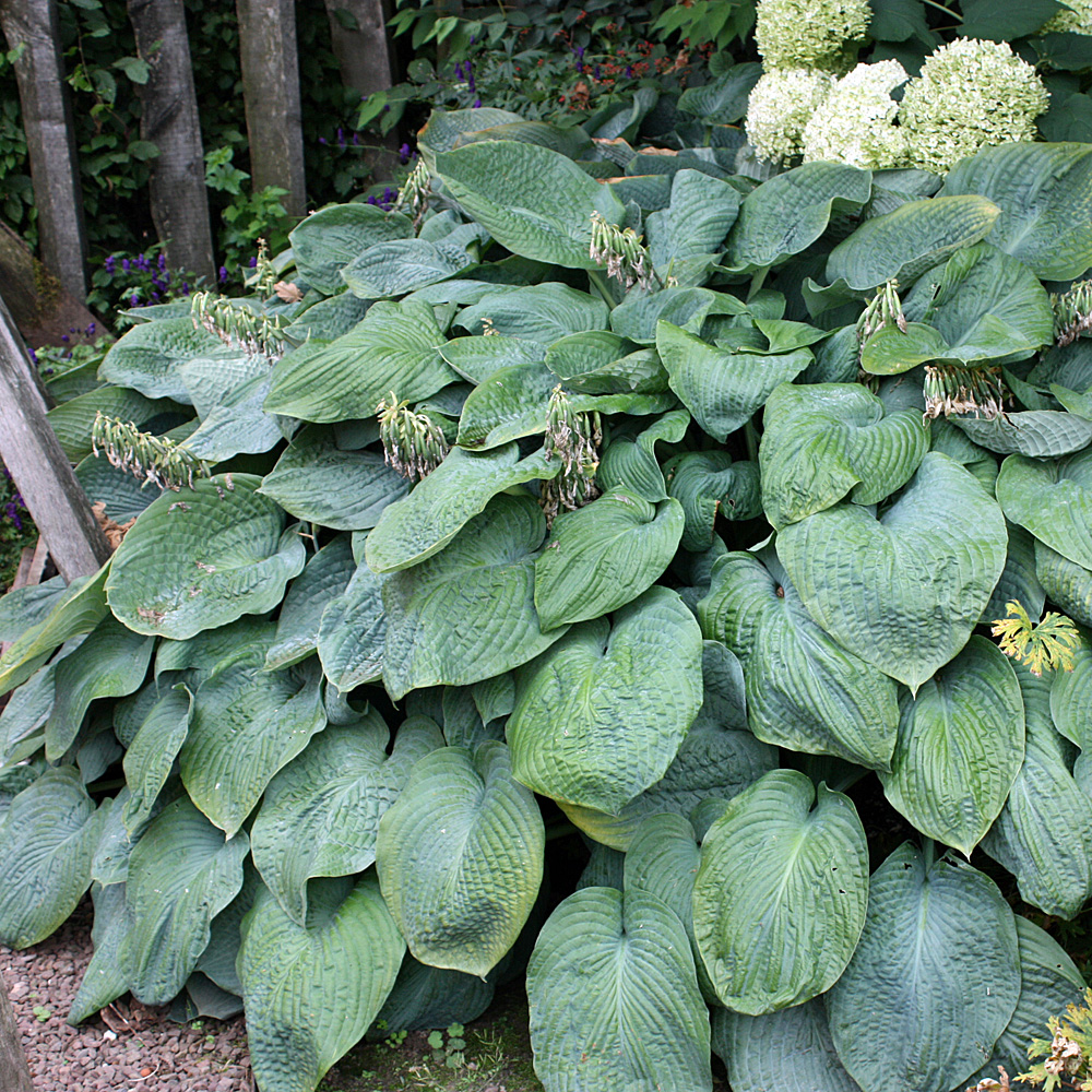 Blaublattfunkie Elegans, Funkie, Hosta, Blattschmuck