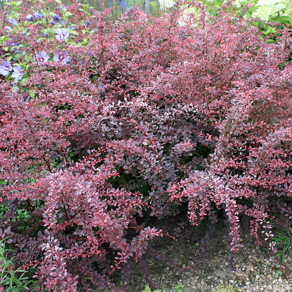 Berberitze Rose Glow, Berberis, Blattschmuckpflanze
