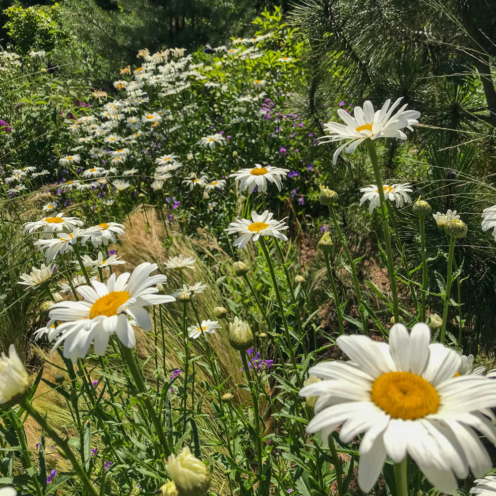 Wiesenmargerite Maikönigin, Margerite, Leucanthemum, Blütenpflanze