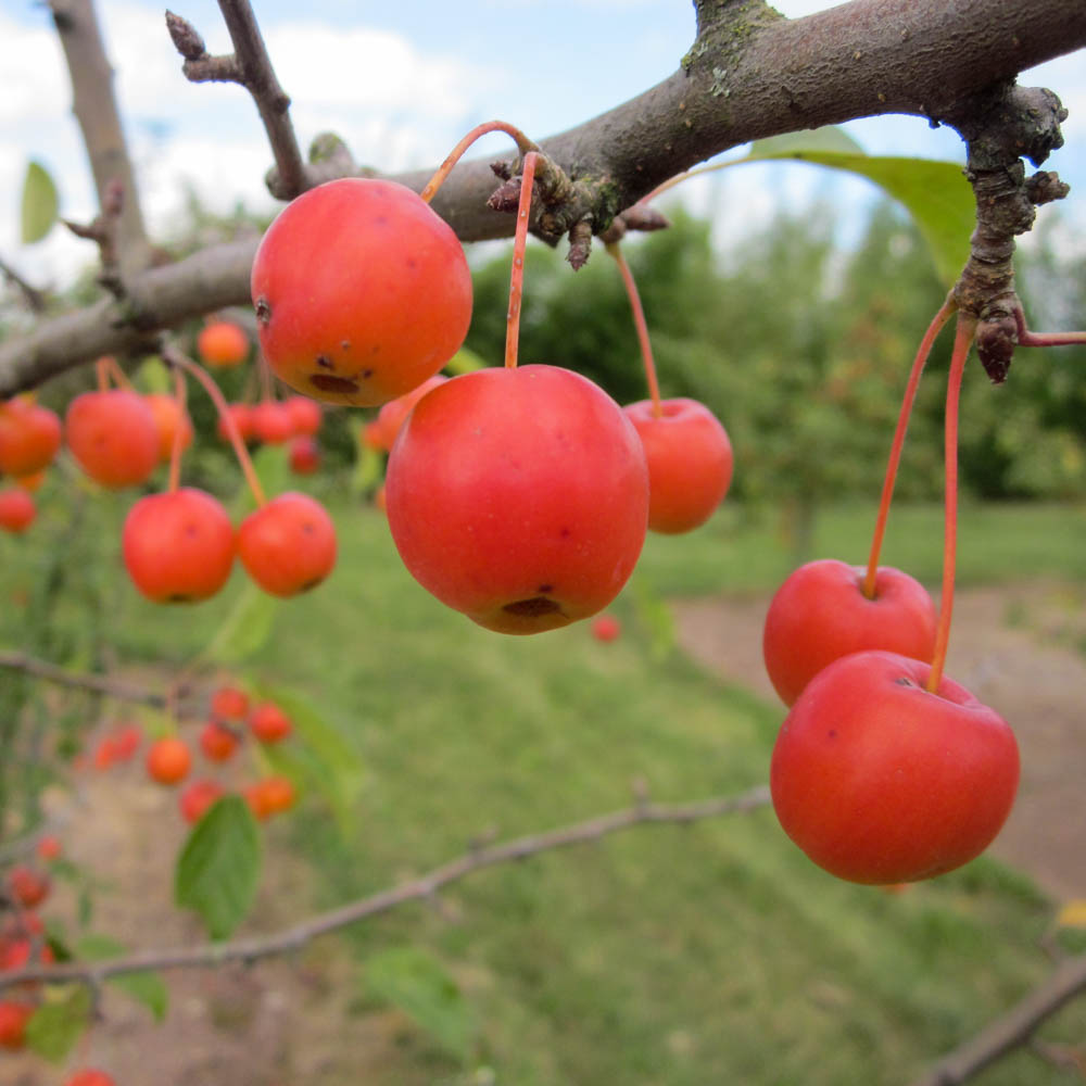 Zierapfel 'Rudolph'
