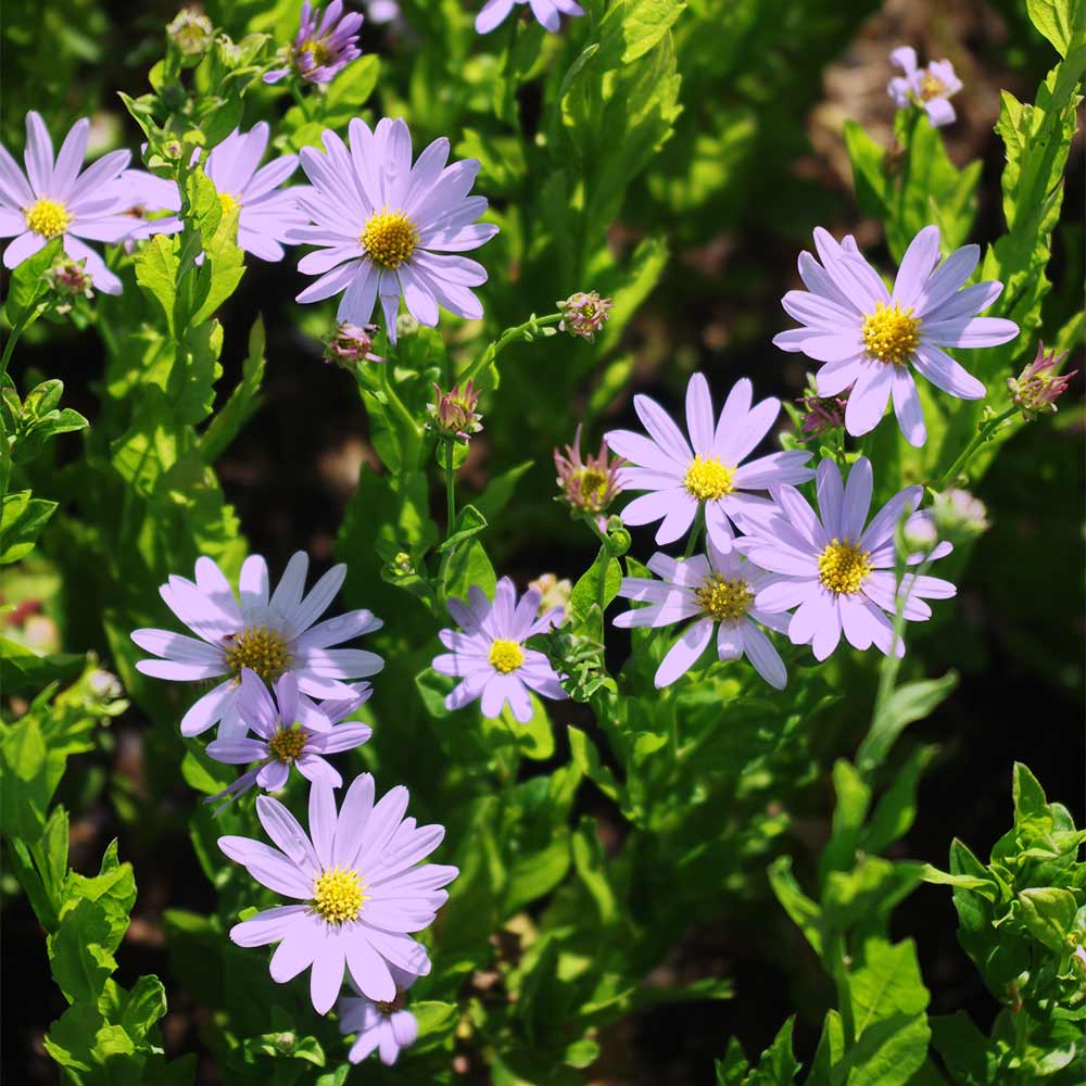 Schönaster 'Blue Star'